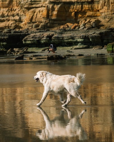Yellow labrador retriever in running water
